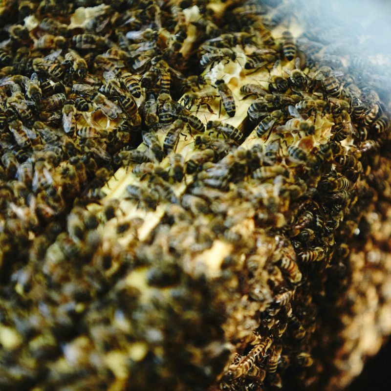 local colony of bees for sale 